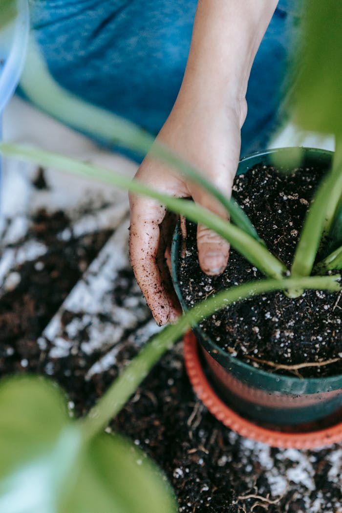 From above of crop anonymous female transplanting green plant into flowerpot with soil while sitting on floor in light room